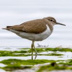Common Sandpiper (Actitis hypoleucos) @ Fornebu, Norway. Photo: Håvard Rosenlund