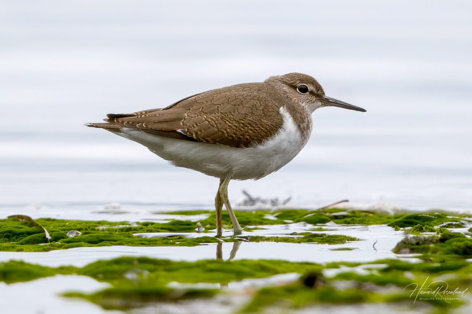 Common Sandpiper (Actitis hypoleucos) @ Fornebu, Norway. Photo: Håvard Rosenlund