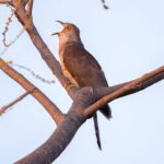 Common Hawk-Cuckoo (Hierococcyx varius) @ Bandhavgarh National Park, India. Photo: Håvard Rosenlund