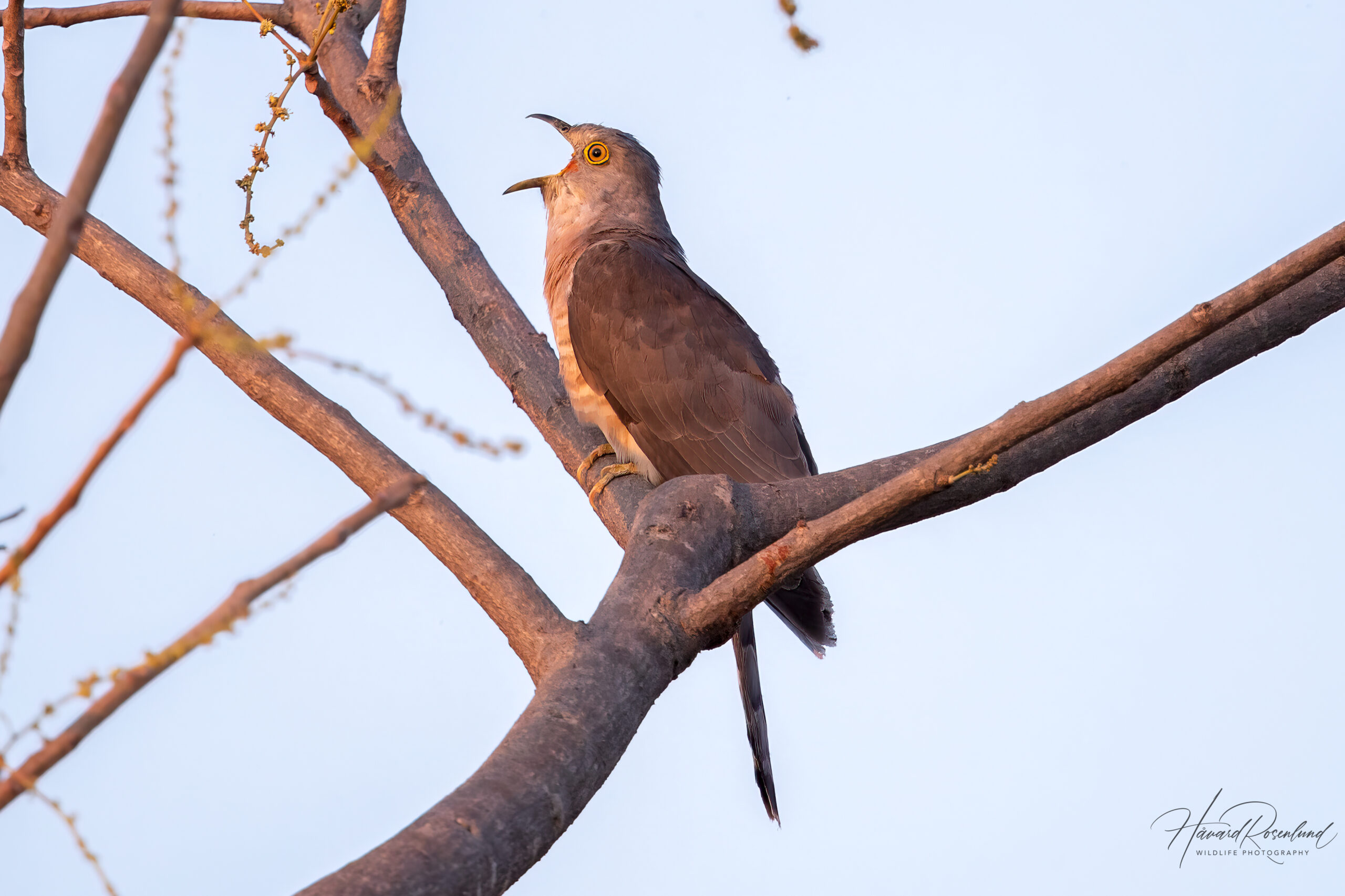 Shikragjøk (Hierococcyx varius) @ Bandhavgarh National Park, India. Foto: Håvard Rosenlund
