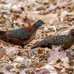 Painted Spurfowl (Galloperdix lunulata) @ Bandhavgarh National Park, India. Photo: Håvard Rosenlund