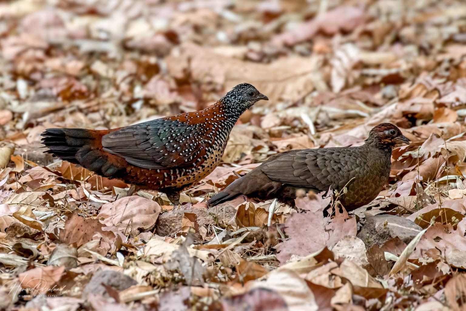 Painted Spurfowl (Galloperdix lunulata) @ Bandhavgarh National Park, India. Photo: Håvard Rosenlund