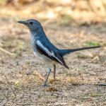 Oriental Magpie-Robin (Copsychus saularis) - Female @ Bandhavgarh National Park, India. Photo: Håvard Rosenlund
