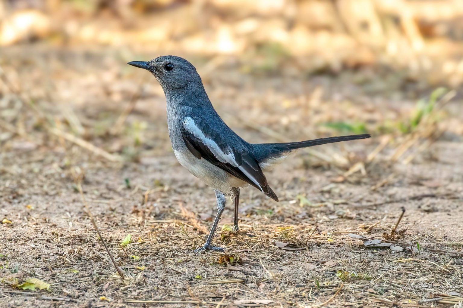 Oriental Magpie-Robin (Copsychus saularis) - Female @ Bandhavgarh National Park, India. Photo: Håvard Rosenlund