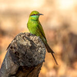 Asian Green Bee-eater (Merops orientalis) @ Bandhavgarh National Park, India. Photo: Håvard Rosenlund