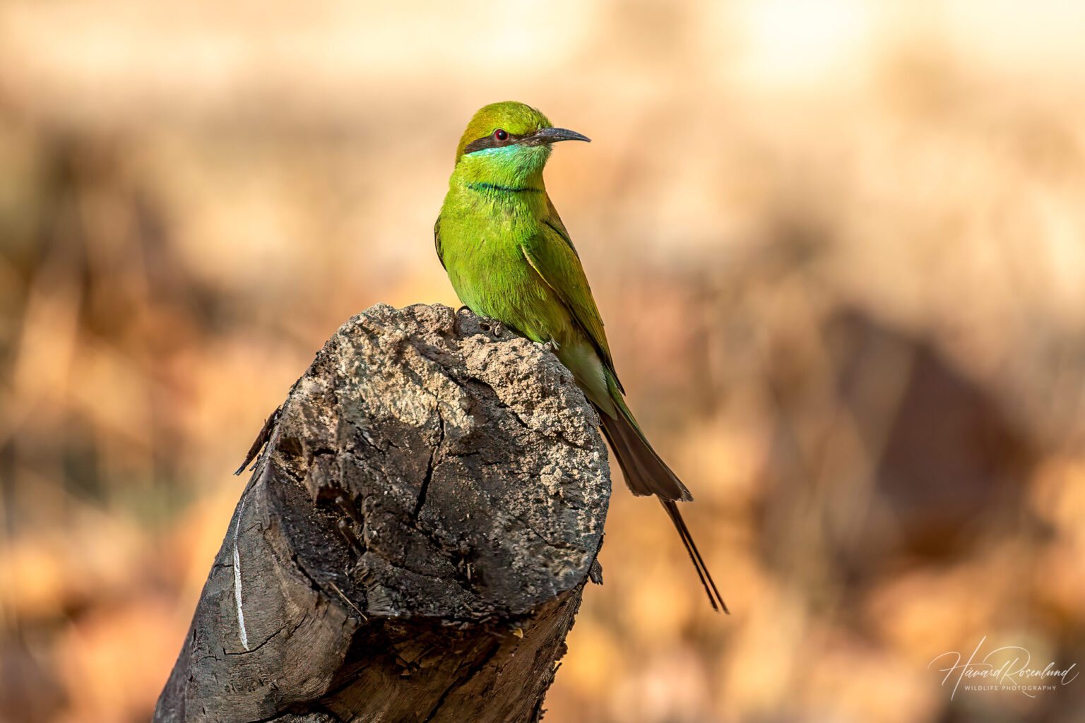 Beryllbieter (Merops orientalis) @ Bandhavgarh National Park, India. Foto: Håvard Rosenlund