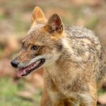 Golden Jackal (Canis aureus) @ Kanha National Park, India. Photo: Håvard Rosenlund