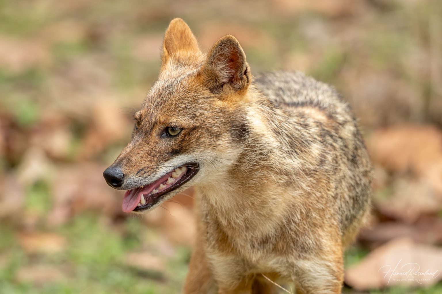 Golden Jackal (Canis aureus) @ Kanha National Park, India. Photo: Håvard Rosenlund