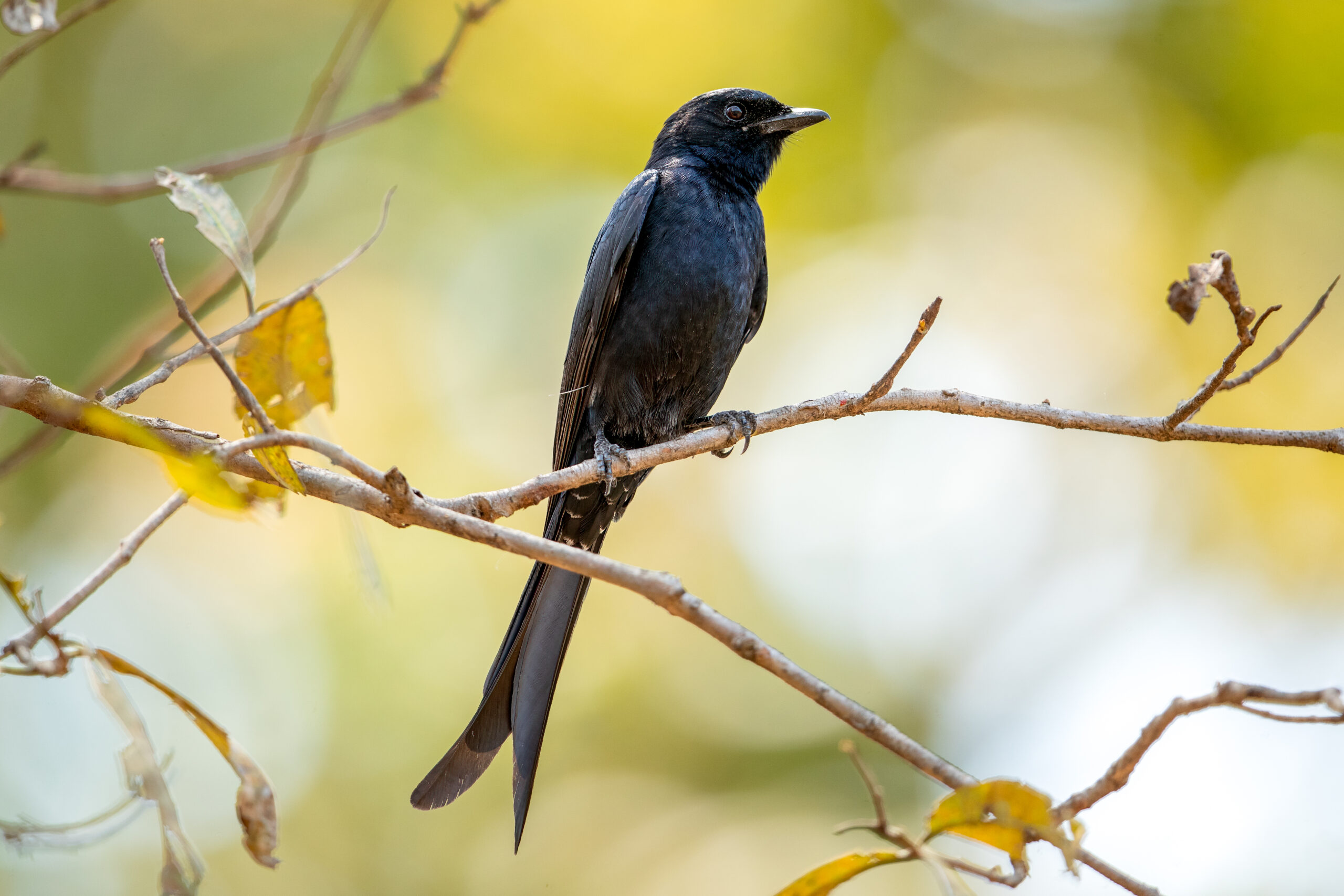 Black Drongo (Dicrurus macrocercus) @ Pench National Park, India. Photo: Håvard Rosenlund