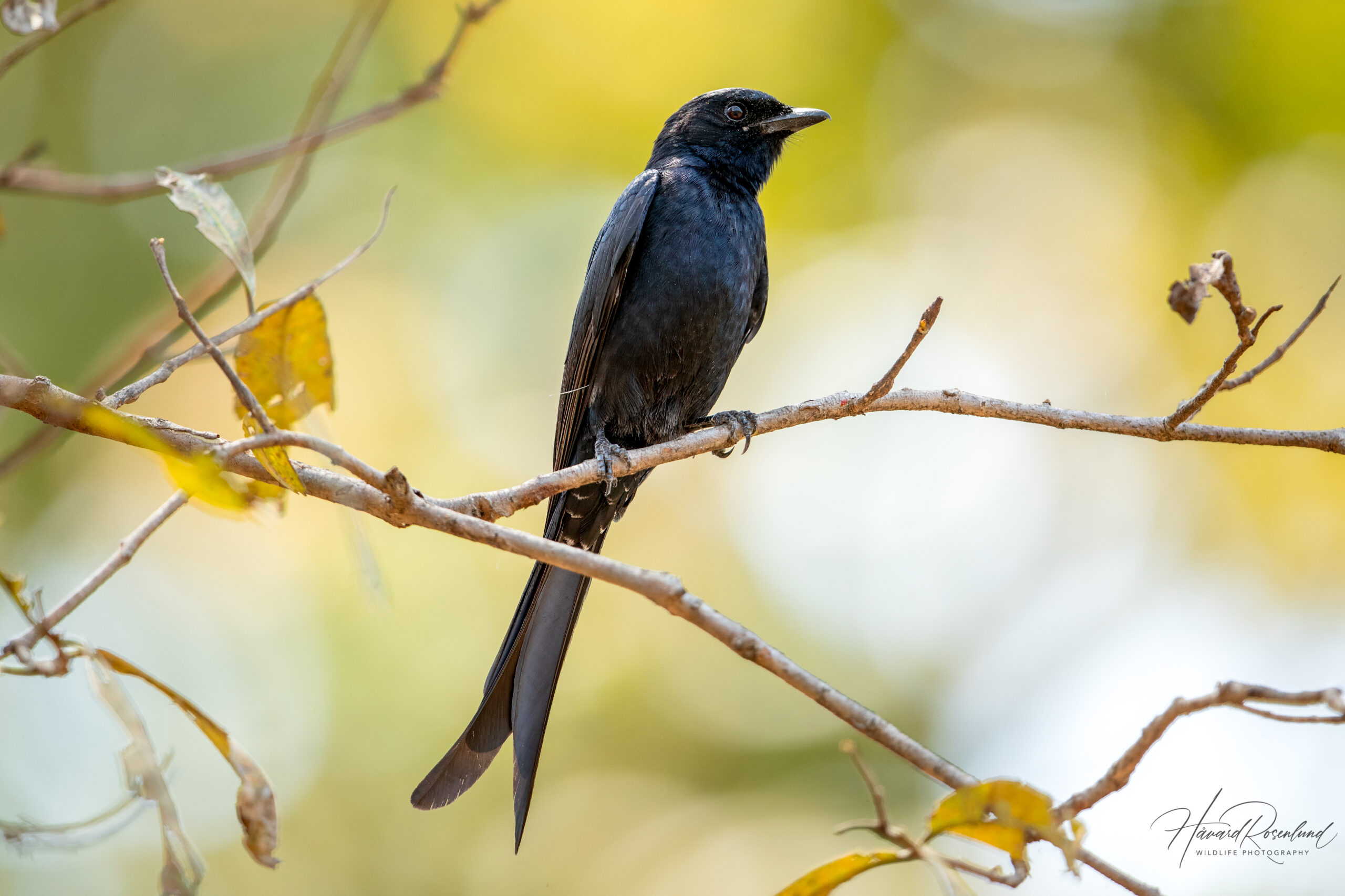 Svartdrongo (Dicrurus macrocercus) @ Pench National Park, India. Foto: Håvard Rosenlund