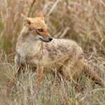 Golden Jackal (Canis aureus) @ Kanha National Park, India. Photo: Håvard Rosenlund