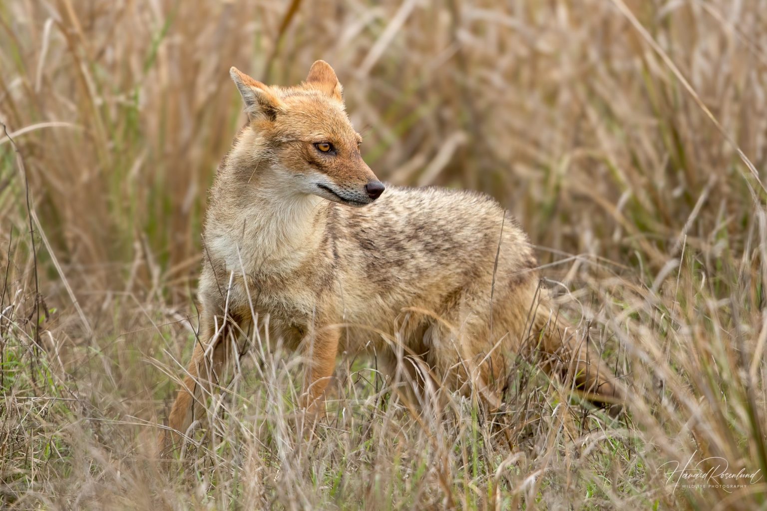 Golden Jackal (Canis aureus) @ Kanha National Park, India. Photo: Håvard Rosenlund