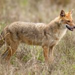 Golden Jackal (Canis aureus) @ Kanha National Park, India. Photo: Håvard Rosenlund