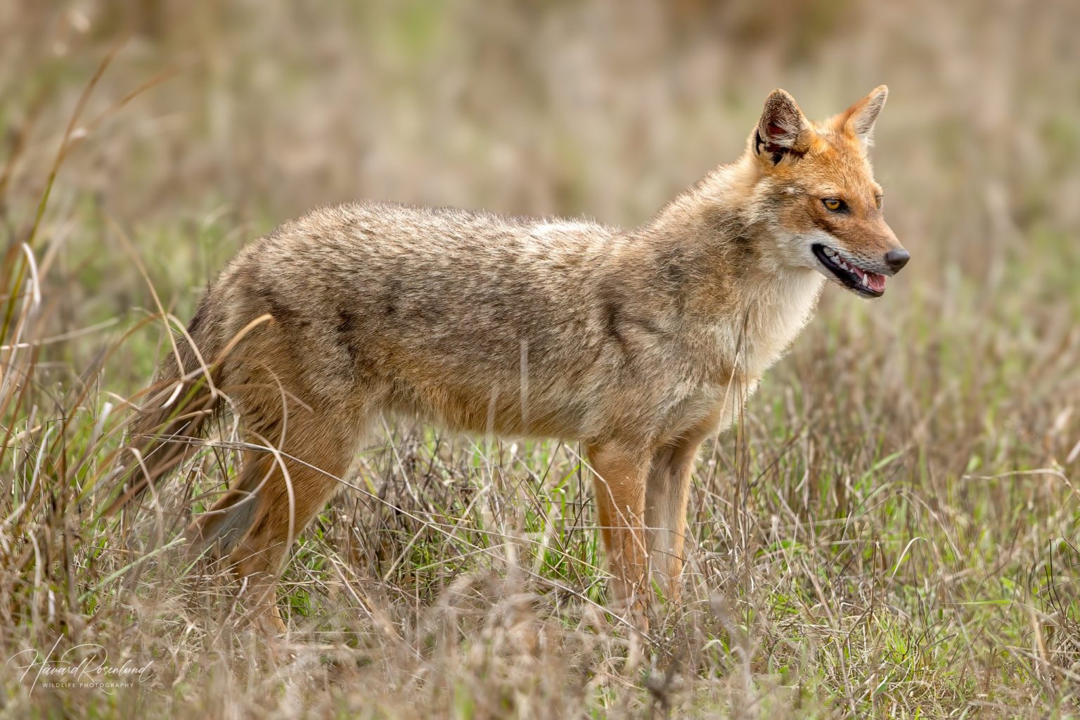 Gullsjakal (Canis aureus) @ Kanha National Park, India. Foto: Håvard Rosenlund