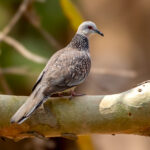 Spotted Dove (Spilopelia chinensis) @ Satpura National Park, India. Photo: Håvard Rosenlund