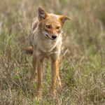 Golden Jackal (Canis aureus) @ Kanha National Park, India. Photo: Håvard Rosenlund