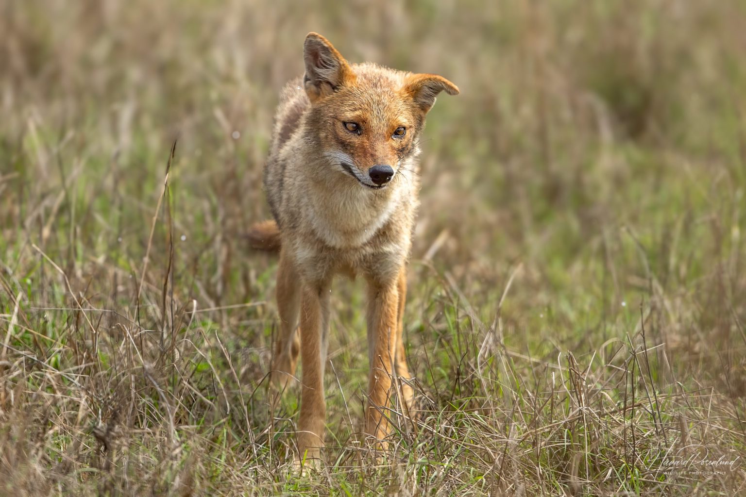 Golden Jackal (Canis aureus) @ Kanha National Park, India. Photo: Håvard Rosenlund