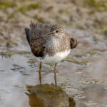 Green Sandpiper (Tringa ochropus) @ Satpura National Park, India. Photo: Håvard Rosenlund