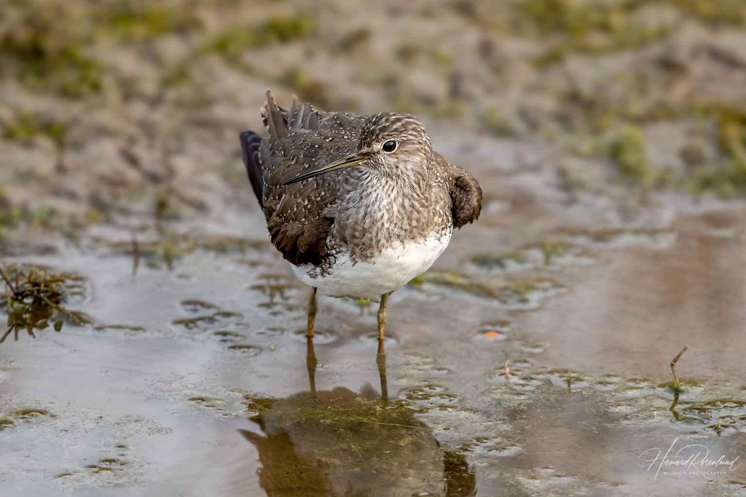 Green Sandpiper (Tringa ochropus) @ Satpura National Park, India. Photo: Håvard Rosenlund