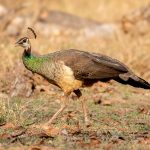 Indian Peafowl (Pavo cristatus) @ Pench National Park, India. Photo: Håvard Rosenlund