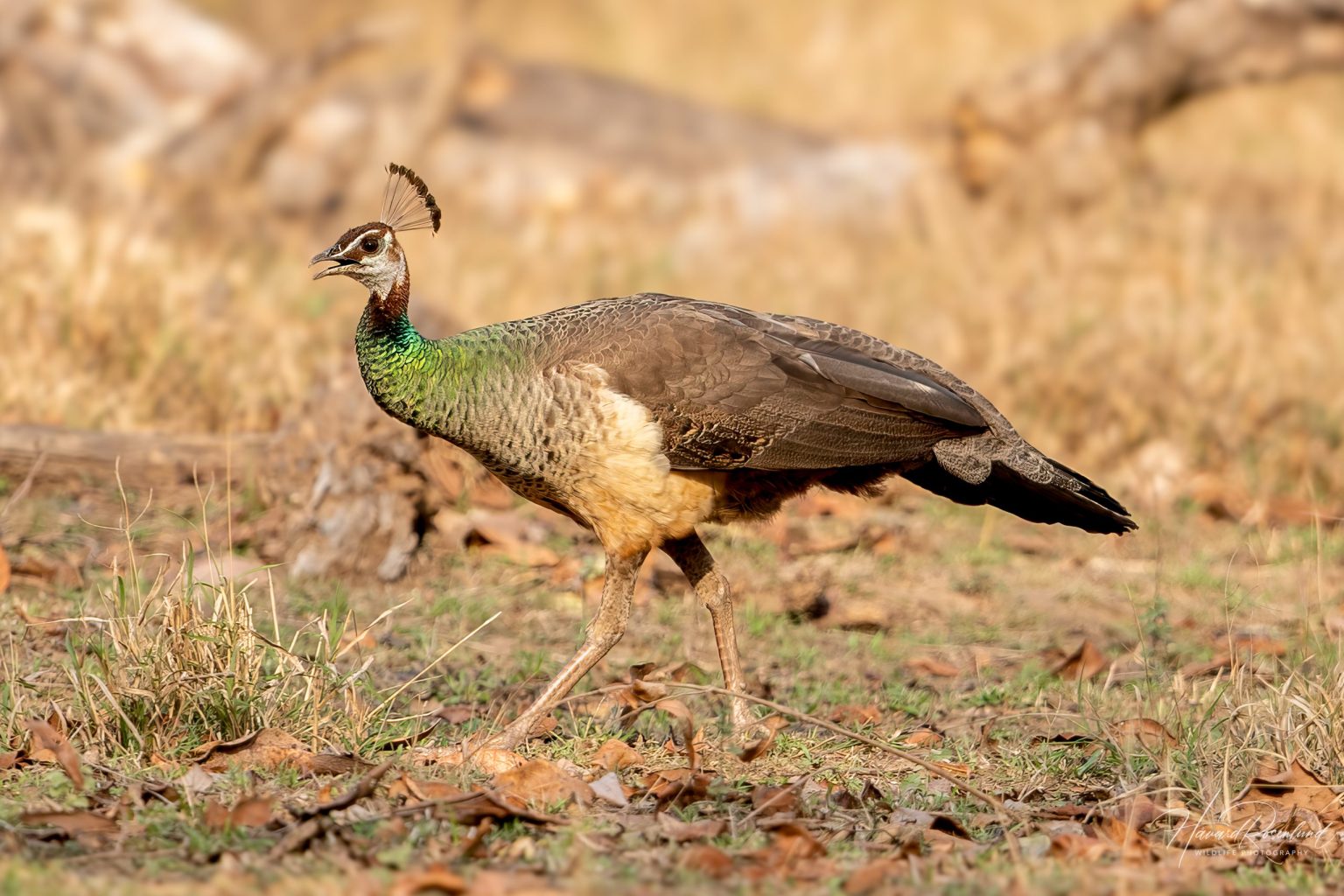 Indian Peafowl (Pavo cristatus) @ Pench National Park, India. Photo: Håvard Rosenlund
