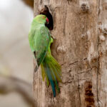 Rose-ringed Parakeet (Psittacula krameri) @ Pench National Park, India. Photo: Håvard Rosenlund