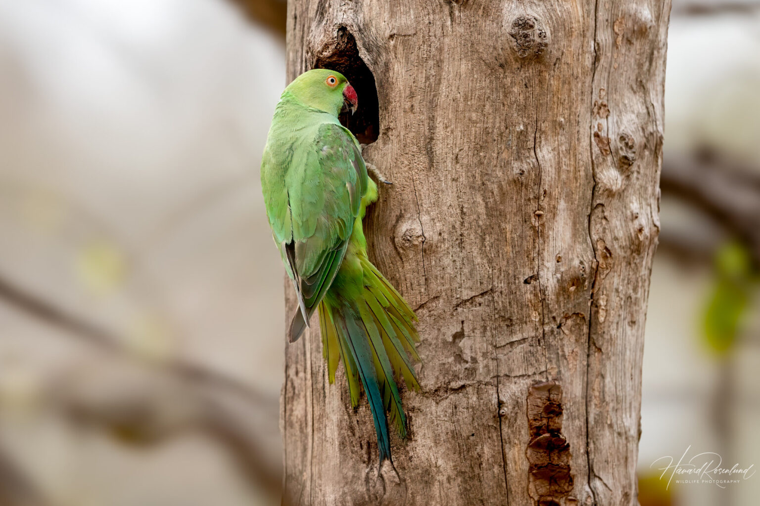 Rose-ringed Parakeet (Psittacula krameri) @ Pench National Park, India. Photo: Håvard Rosenlund