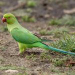 Rose-ringed Parakeet (Psittacula krameri) @ Pench National Park, India. Photo: Håvard Rosenlund