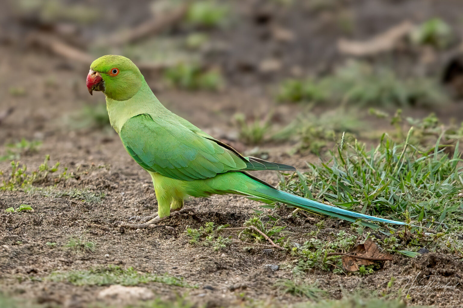 Halsbåndparakitt (Psittacula krameri) @ Pench National Park, India. Foto: Håvard Rosenlund