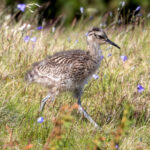 Eurasian Curlew (Numenius arquata) - Chick @ Fokstumyra Nature Reserve, Norway. Photo: Håvard Rosenlund