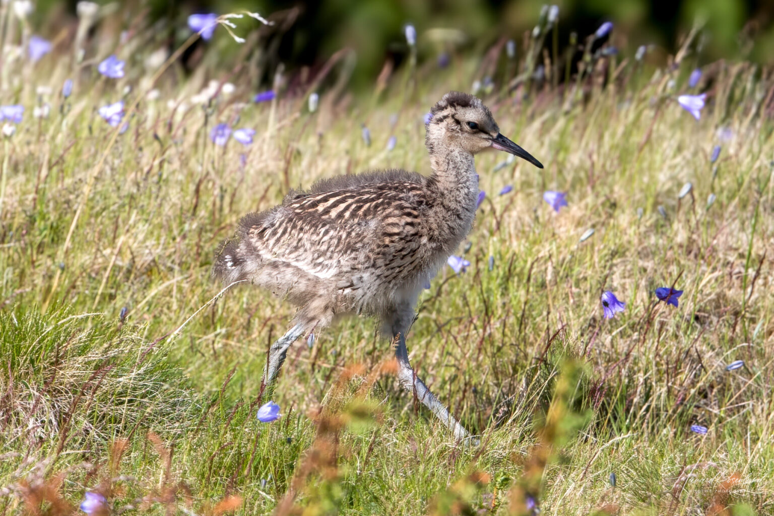 Eurasian Curlew (Numenius arquata) - Chick @ Fokstumyra Nature Reserve, Norway. Photo: Håvard Rosenlund