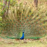 Indian Peafowl (Pavo cristatus) @ Satpura National Park, India. Photo: Håvard Rosenlund