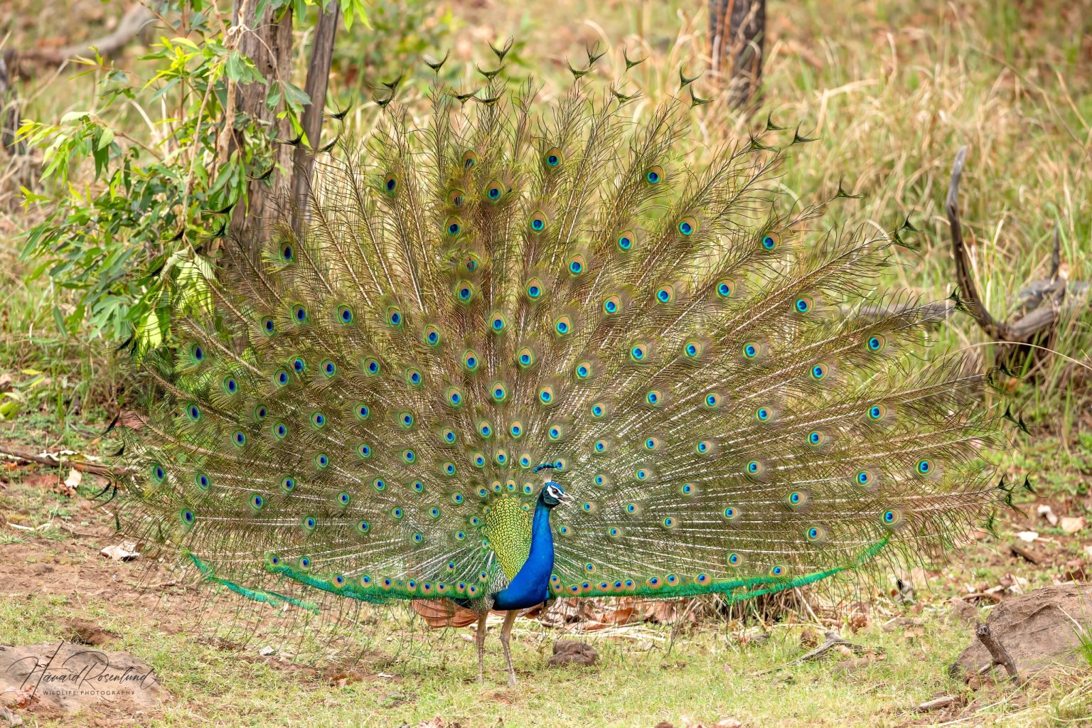 Indiapåfugl (Pavo cristatus) @ Satpura National Park, India. Foto: Håvard Rosenlund