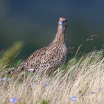 Eurasian Curlew (Numenius arquata) @ Fokstumyra Nature Reserve, Norway. Photo: Håvard Rosenlund