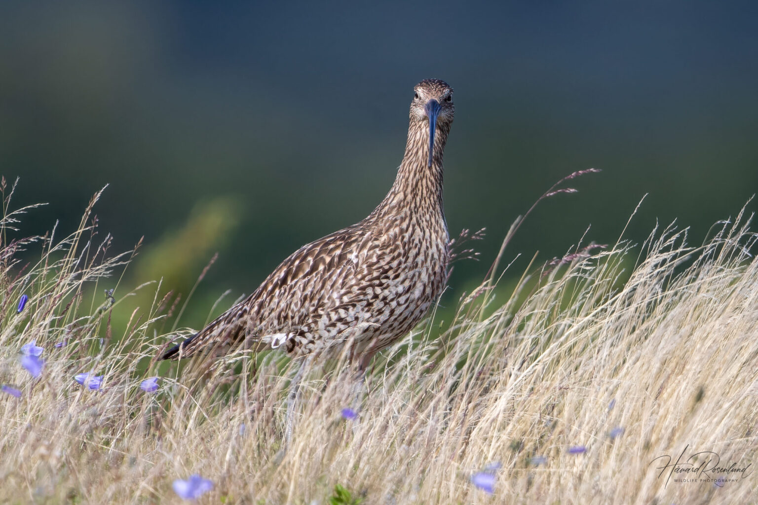 Eurasian Curlew (Numenius arquata) @ Fokstumyra Nature Reserve, Norway. Photo: Håvard Rosenlund