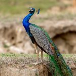 Indian Peafowl (Pavo cristatus) @ Kanha National Park, India. Photo: Håvard Rosenlund
