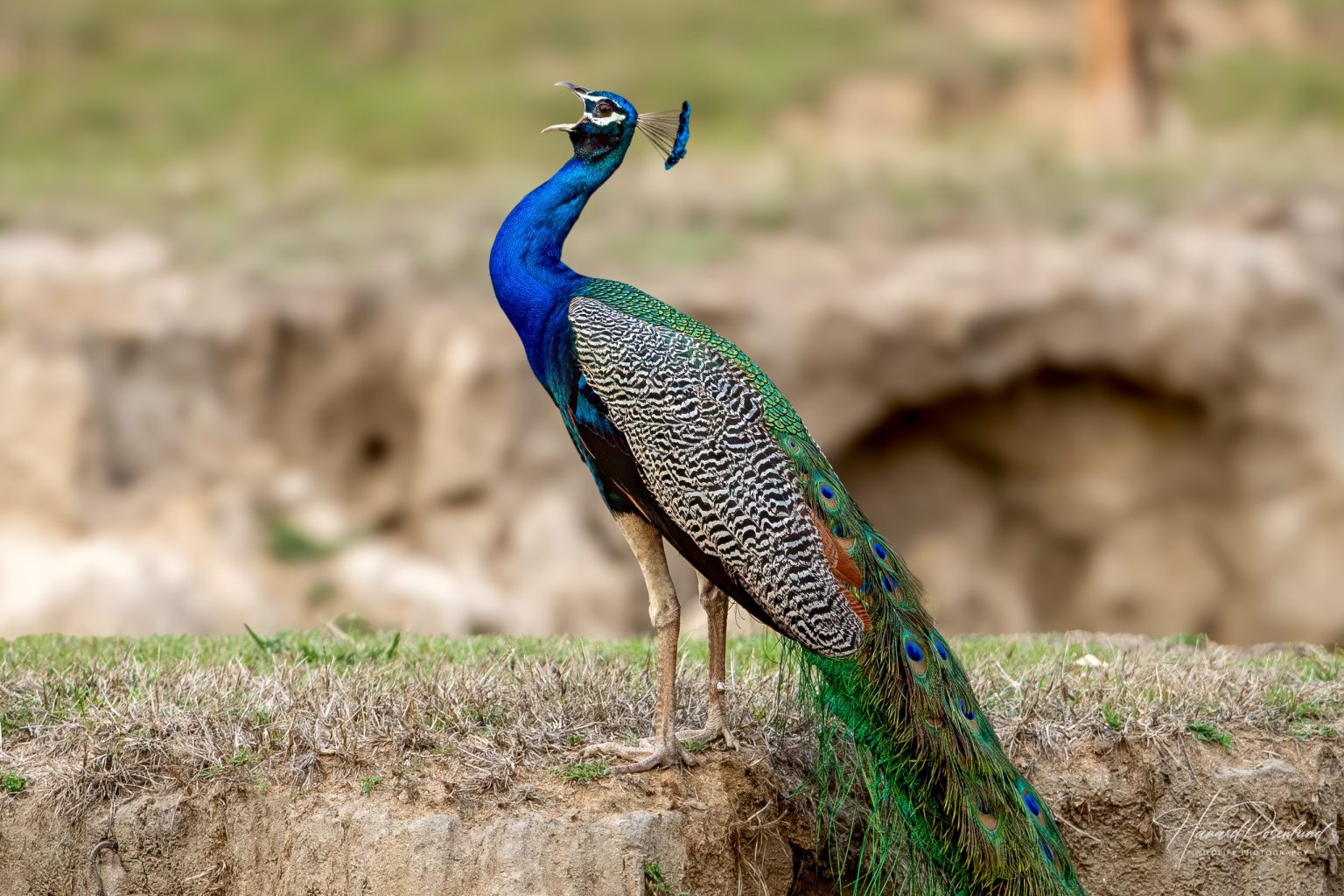 Indian Peafowl (Pavo cristatus) @ Kanha National Park, India. Photo: Håvard Rosenlund