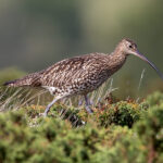 Eurasian Curlew (Numenius arquata) @ Fokstumyra Nature Reserve, Norway. Photo: Håvard Rosenlund