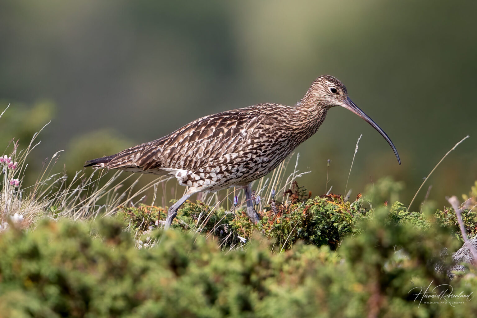 Eurasian Curlew (Numenius arquata) @ Fokstumyra Nature Reserve, Norway. Photo: Håvard Rosenlund
