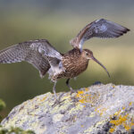 Eurasian Curlew (Numenius arquata) @ Fokstumyra Nature Reserve, Norway. Photo: Håvard Rosenlund