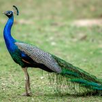 Indian Peafowl (Pavo cristatus) @ Kanha National Park, India. Photo: Håvard Rosenlund