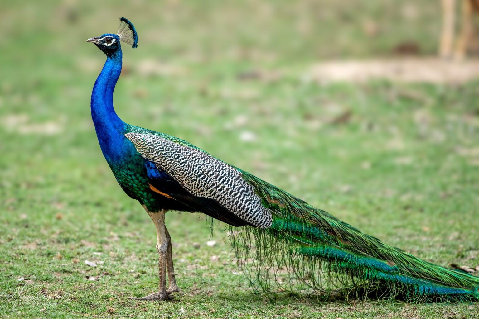 Indiapåfugl (Pavo cristatus) @ Kanha National Park, India. Foto: Håvard Rosenlund