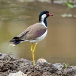 Red-wattled Lapwing (Vanellus indicus) @ Kanha National Park, India. Photo: Håvard Rosenlund