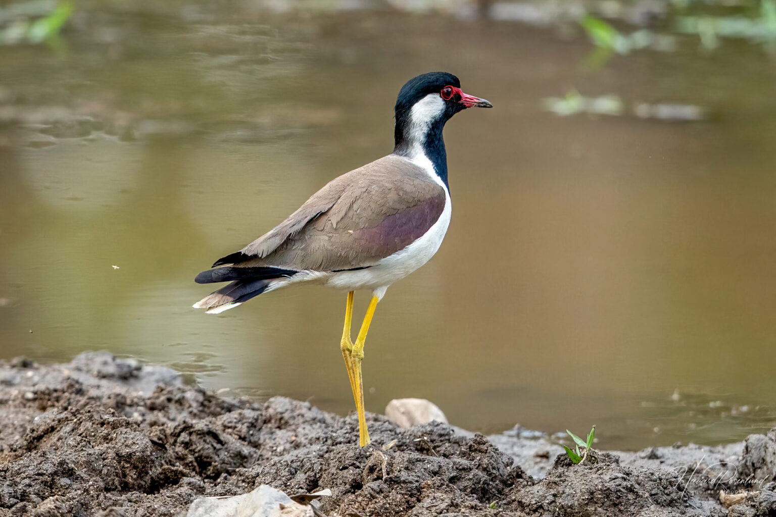 Red-wattled Lapwing (Vanellus indicus) @ Kanha National Park, India. Photo: Håvard Rosenlund