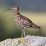 Eurasian Curlew (Numenius arquata) @ Fokstumyra Nature Reserve, Norway. Photo: Håvard Rosenlund