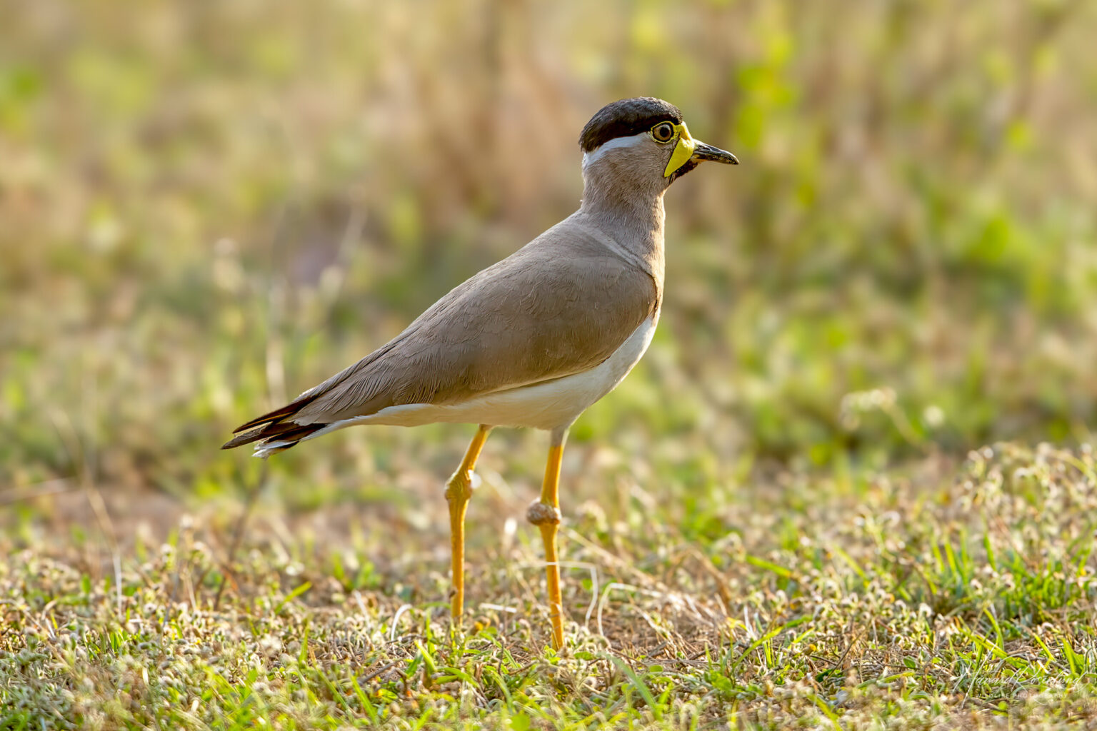 Hinduvipe (Vanellus malabaricus) @ Kanha National Park, India. Foto: Håvard Rosenlund