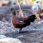 Painted Spurfowl (Galloperdix lunulata) @ Pench National Park, India. Photo: Håvard Rosenlund