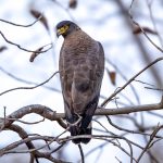 Crested Serpent-Eagle (Spilornis cheela) @ Satpura National Park, India. Photo: Håvard Rosenlund