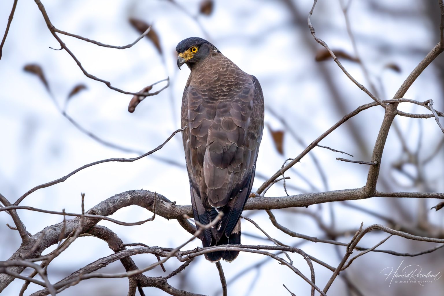 Orientsnokørn (Spilornis cheela) @ Satpura National Park, India. Foto: Håvard Rosenlund