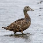 Common Eider (Somateria mollissima) - Female @ Fornebu, Norway. Photo: Håvard Rosenlund